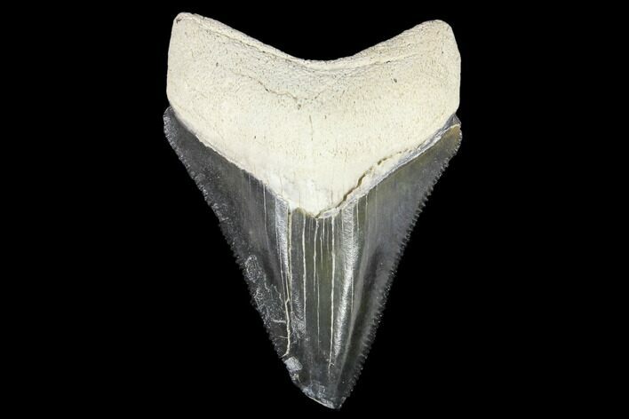 Fossil Megalodon Tooth - Florida #103357